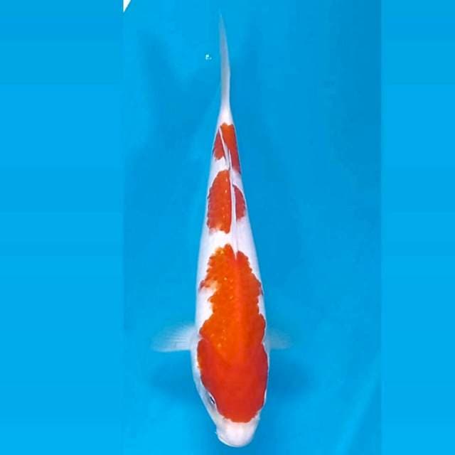 Kohaku, 20 cm