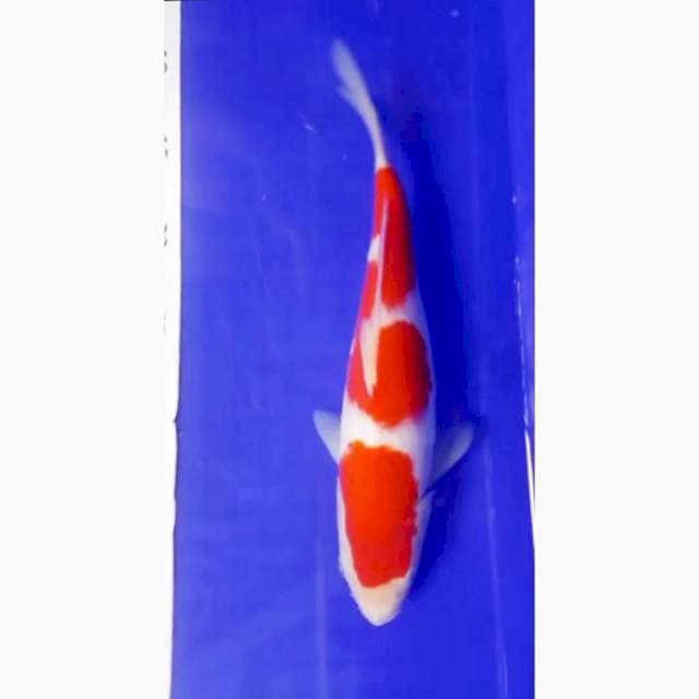 Kohaku