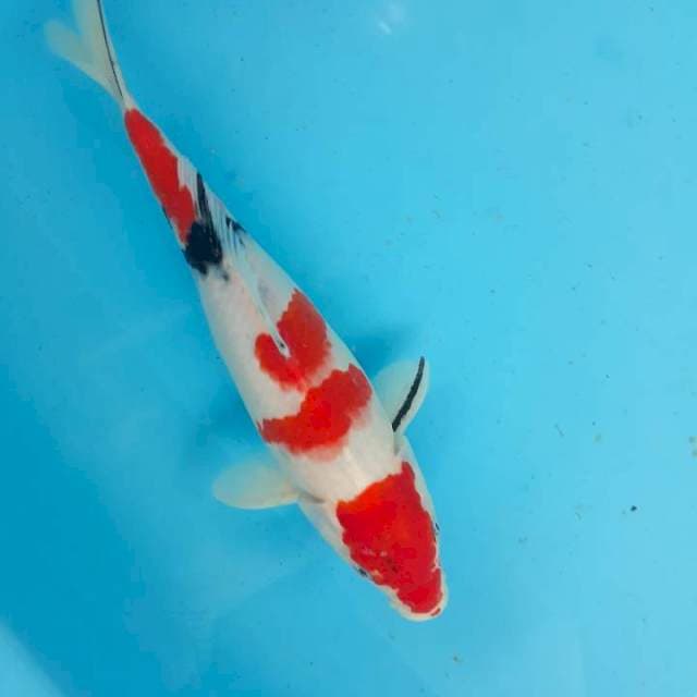 Sanke 27cm