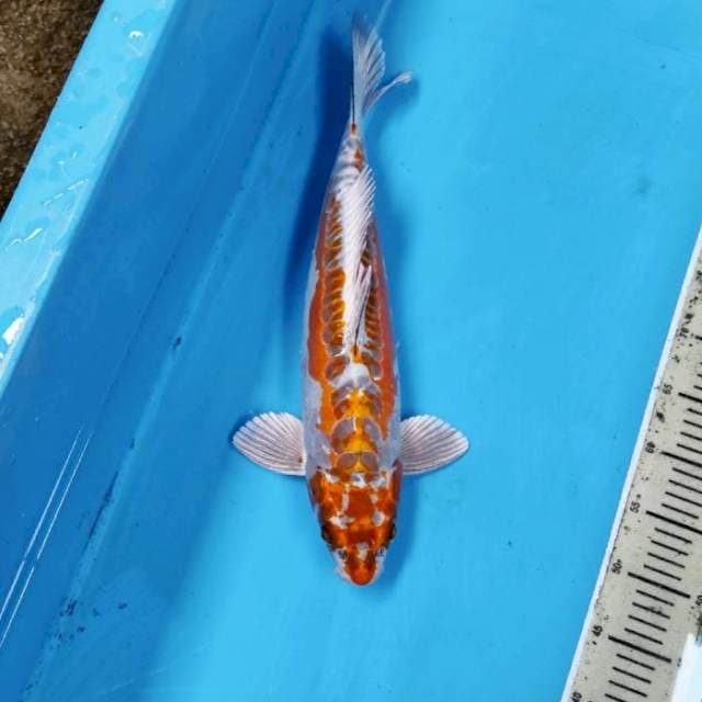 KIKOURYU 45 CM UP