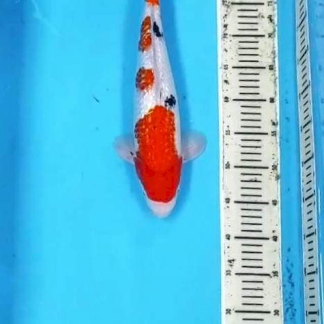 Sanke Gin rin 42 cm