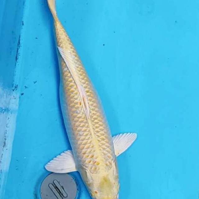 Yamabuki Ogon 47 cm
