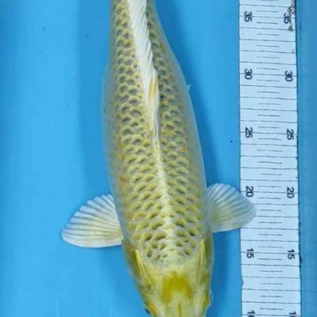 Ogon 44 cm