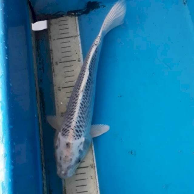 Matsuba 32 cm