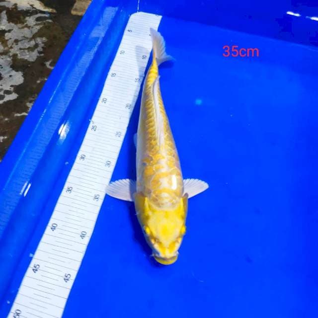 Ogon aragoke 35cm