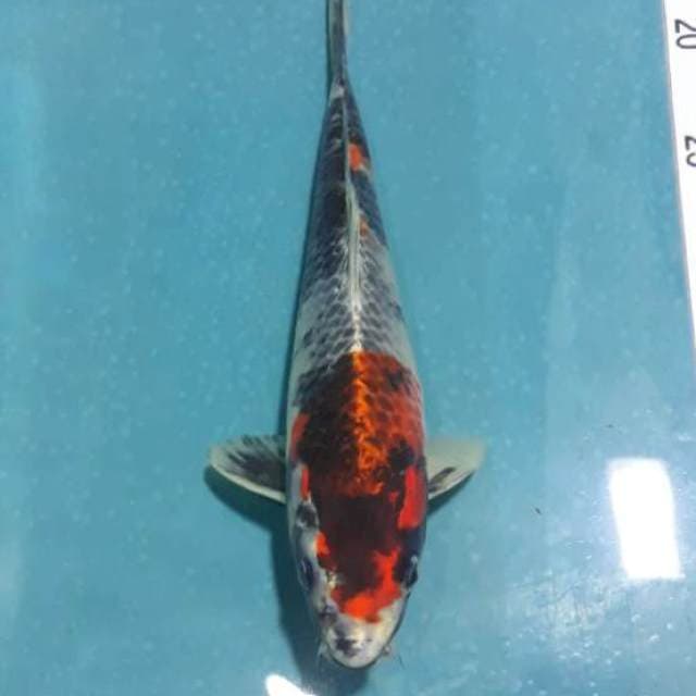 Kage Showa Jantan 29cm