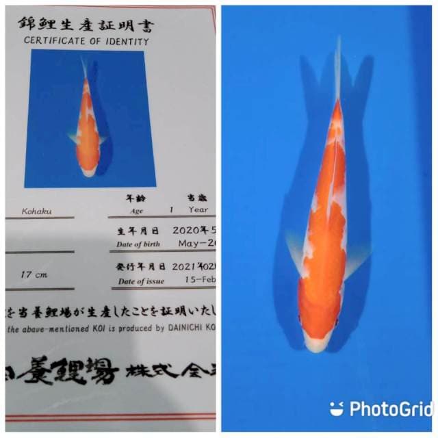 Kohaku tosai dainichi