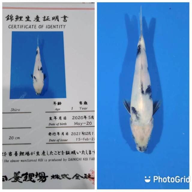 Shiro tosai dainichi farm