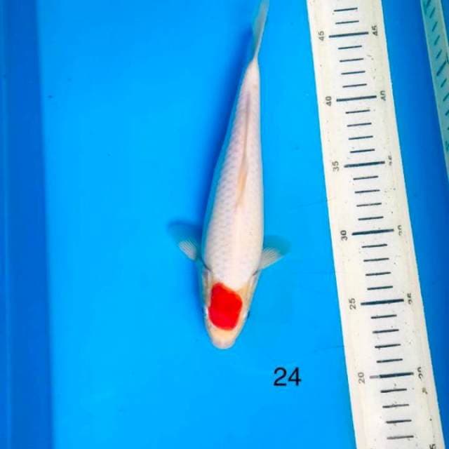 Tancho ori ,24cm