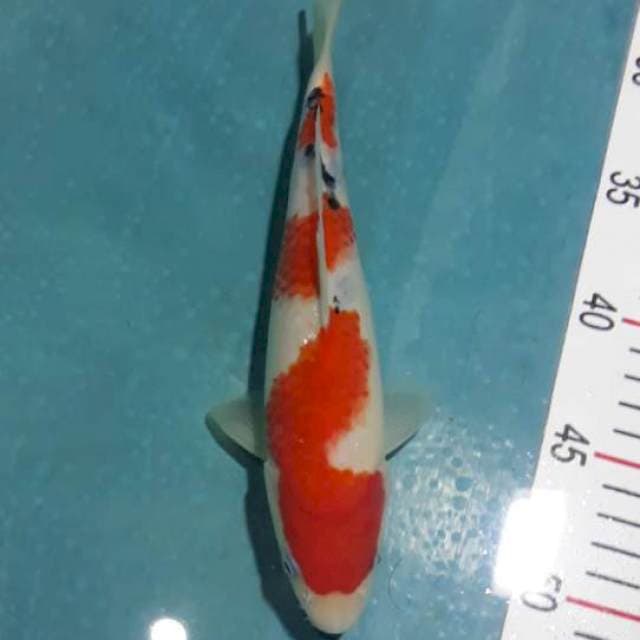 Sanke tategoi istimewa 24cm