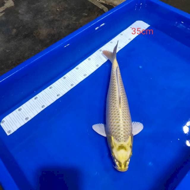 Mukasi ring rapi 35cm 