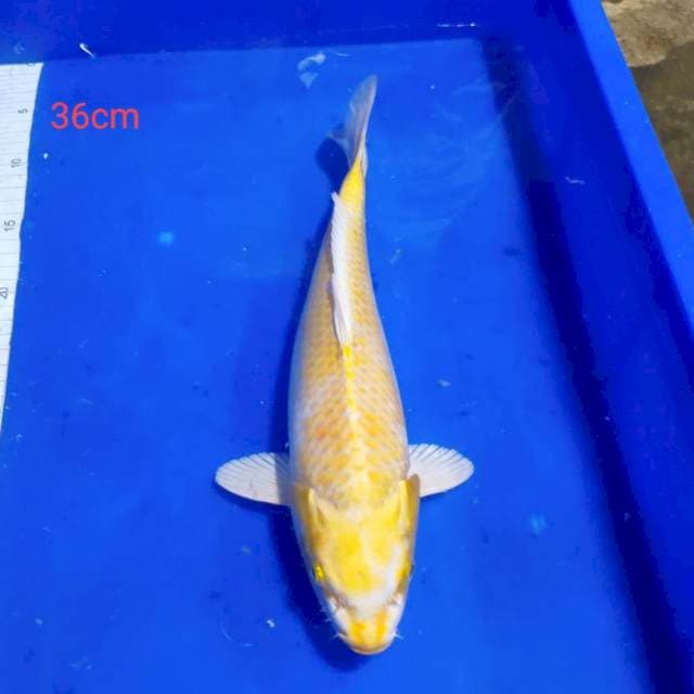 Kujaku 36cm