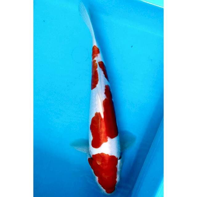 33cm/kohaku doit