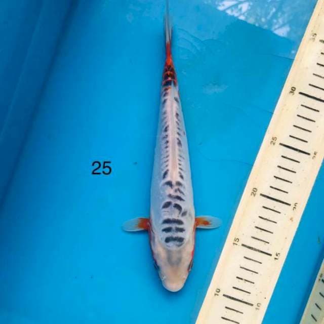 Shusui ,25cm