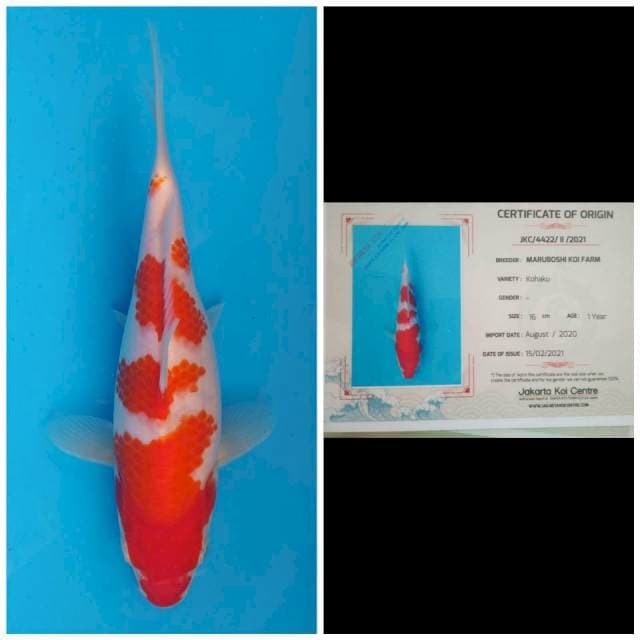 Maruboshi Kohaku