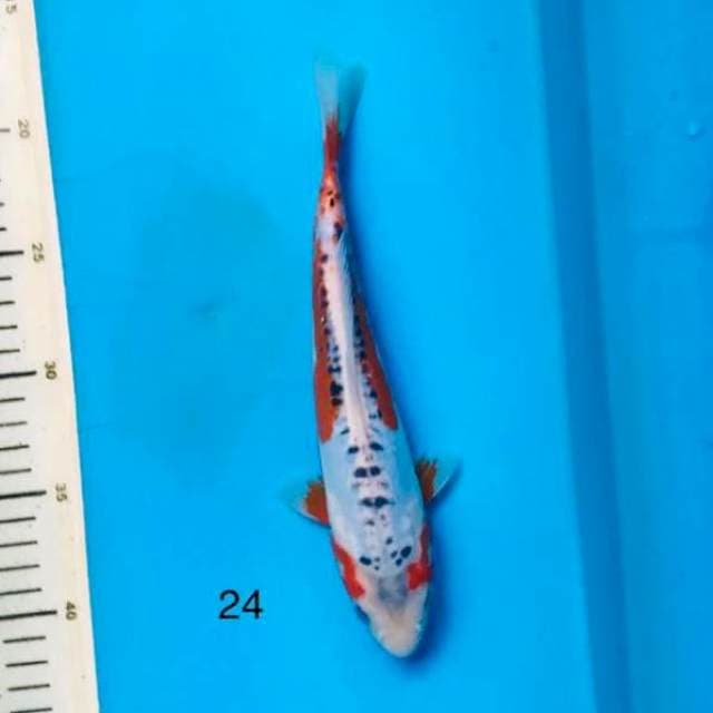 Shusui ,24cm