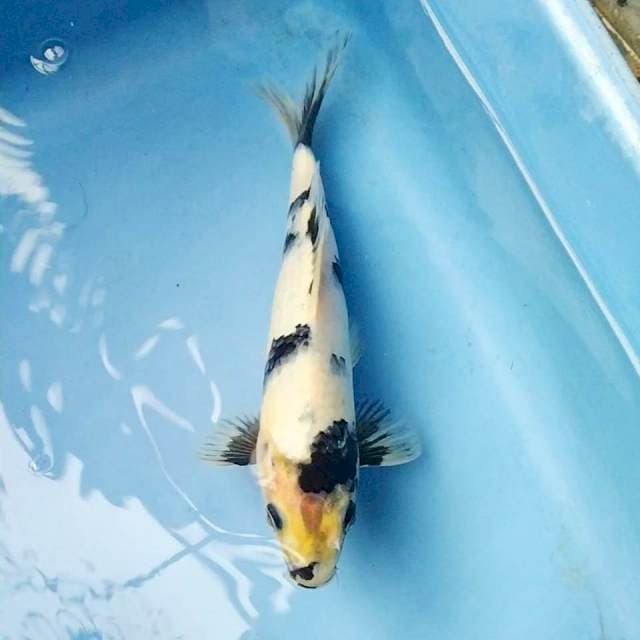 Shiro Utsuri 22cm male