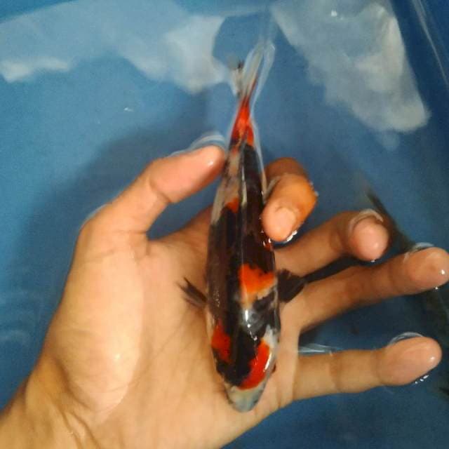 Meruten Kageshowa ori 15cm