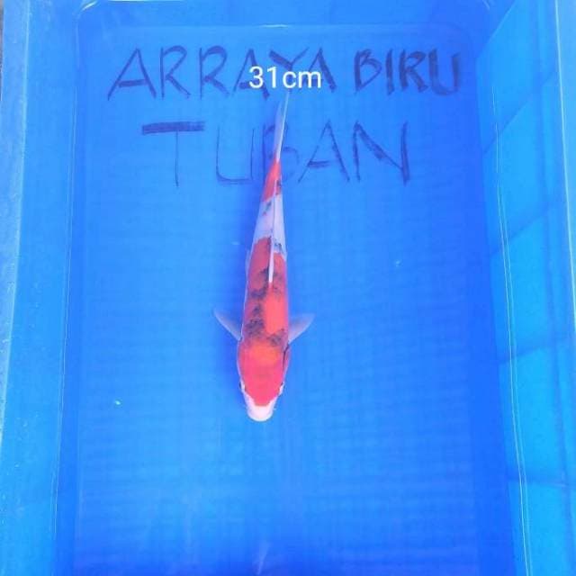 Showa F1 31cm