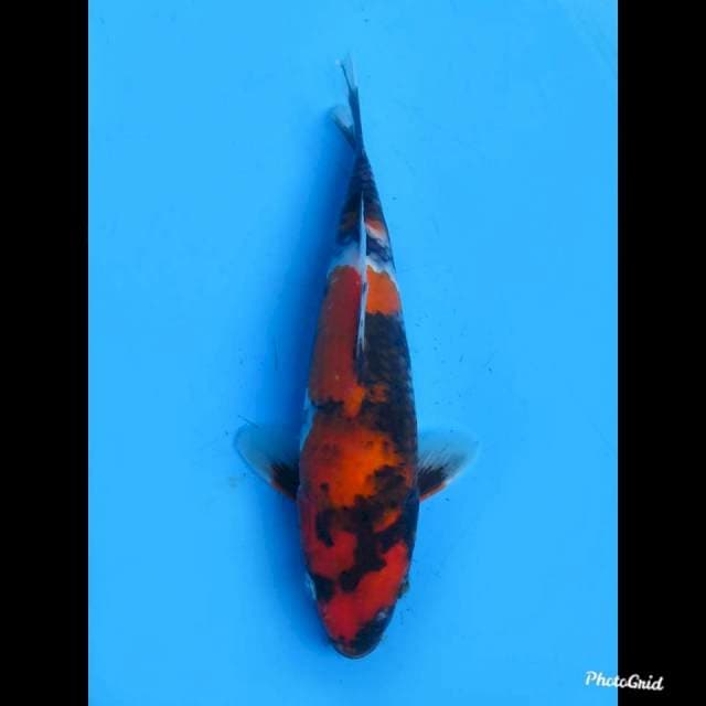 Showa Sanshoku , 27cm