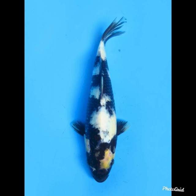 Shiro Utsuri 27cm
