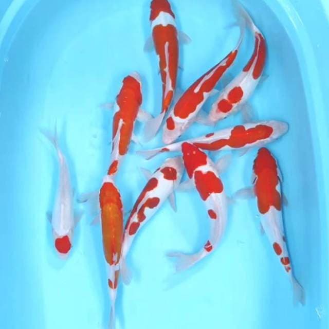 Kohaku paket 10 ekor 