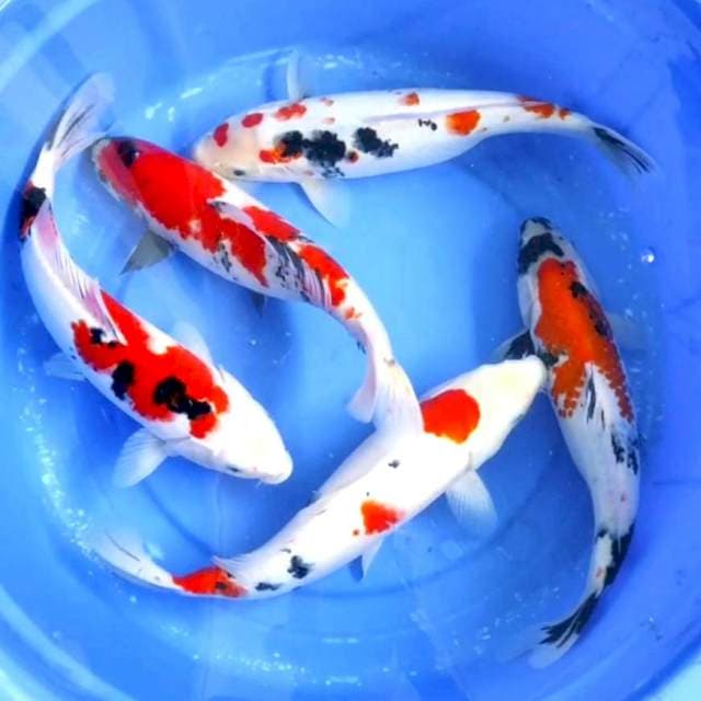 Sanke male-female 5 ekor