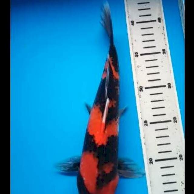 HI SHOWA PUNUK 29 Cm
