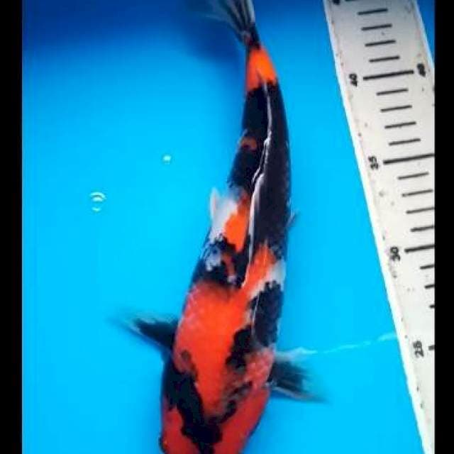 HI SHOWA PUNUK 29 Cm