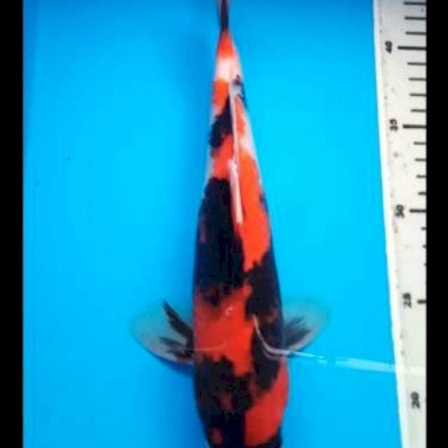 HI SHOWA PUNUK 30 Cm