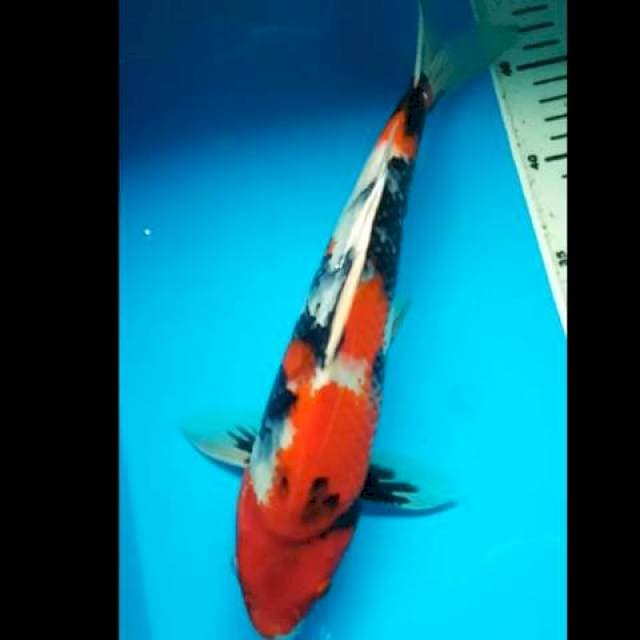 HI SHOWA PUNUK 31 Cm