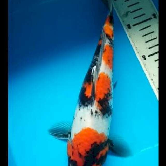 HI SHOWA 29 CM
