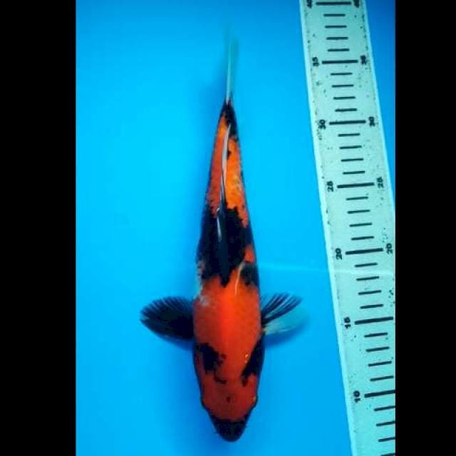 HI SHOWA PUNUK 28 Cm