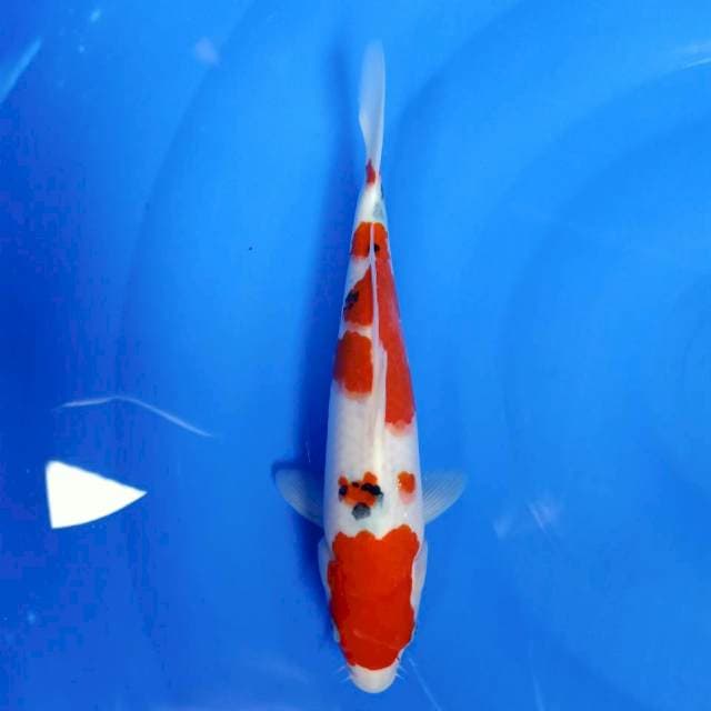 Maruten sanke 27cm HQ