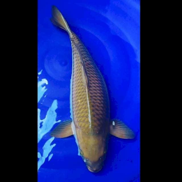 Cagoi Midori jumbo 51cm cewek