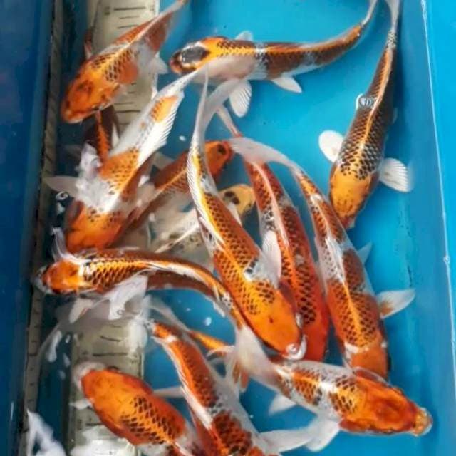 15 ekor Kujaku 25-27 cm