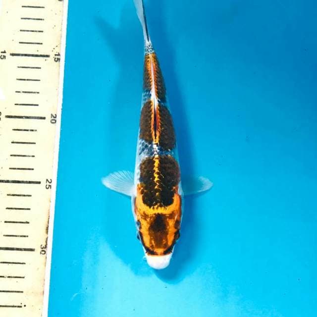 Gingga, 20 cm