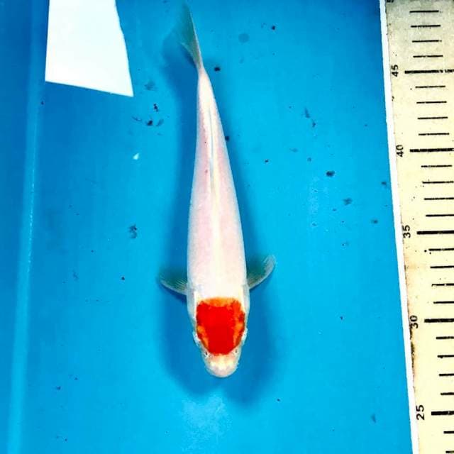 Tancho Sakura Ogon, 22 cm