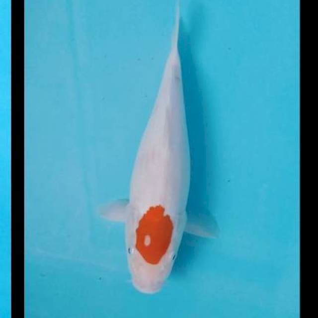 Tancho KOHAKu 29cm