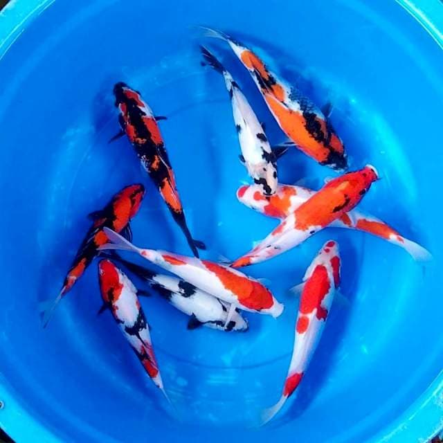 25-30cm 10 ekor