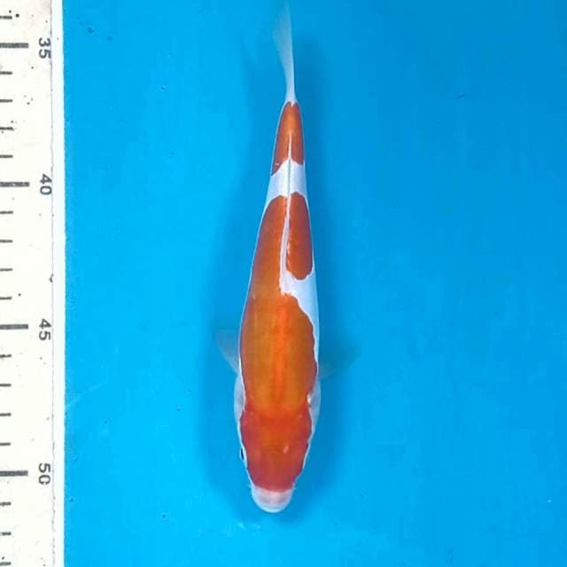 Kohaku doitsu, 17 cm