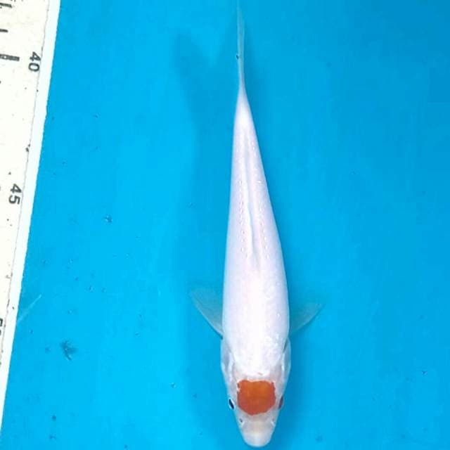 Tancho kohaku, 16 cm