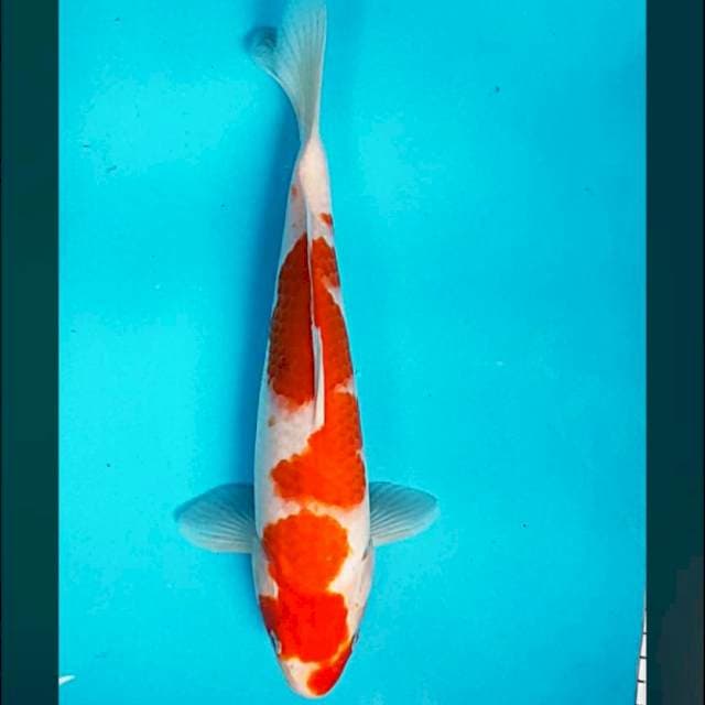 Strong 27cm male