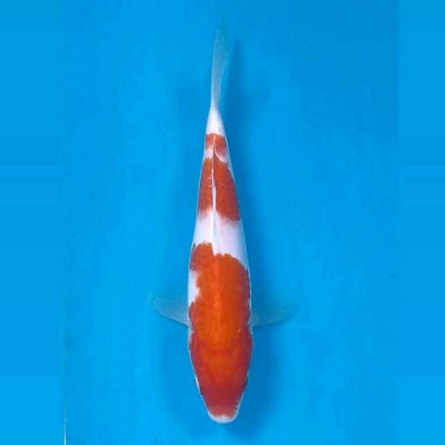 Kohaku, 17 cm