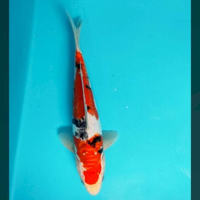 Doitsu sanke 24cm