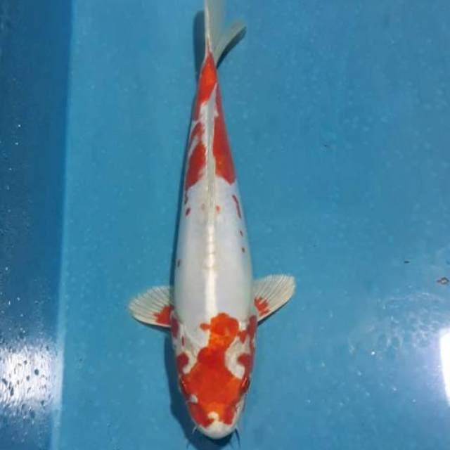 Kikusui Jantan 28cm