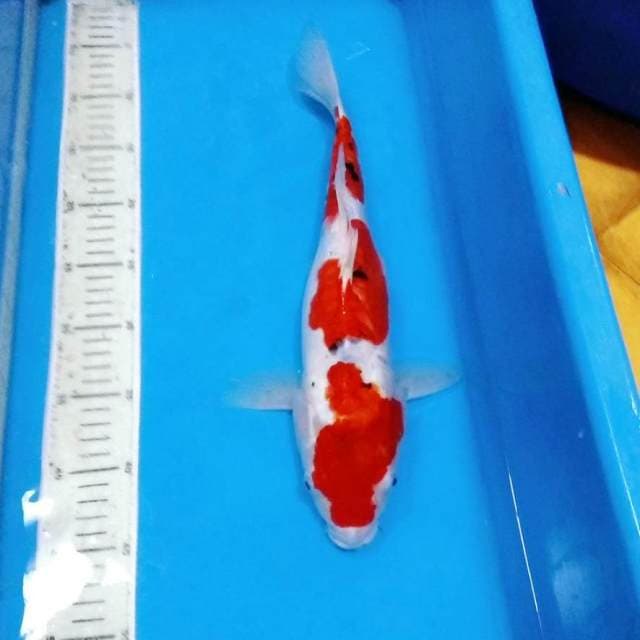 40cm ghosiki doitsu 