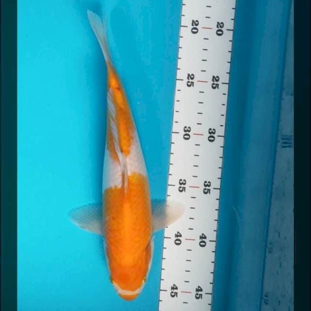 Koyo 27cm male