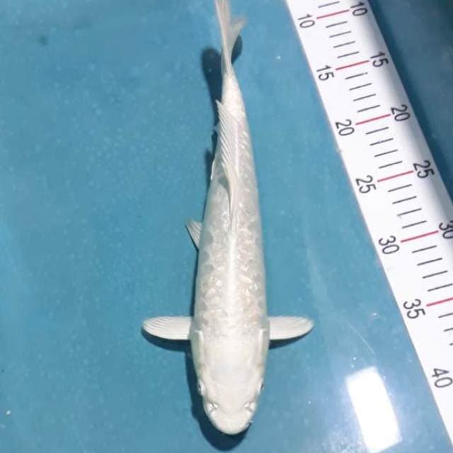 Platinum aragoke betina 32cm