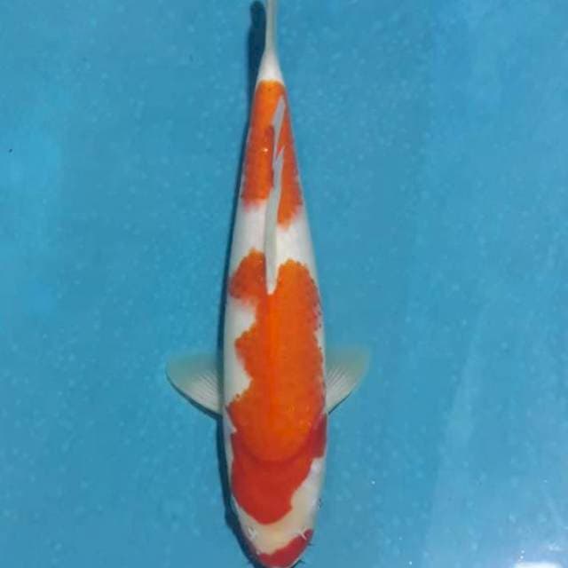Kohaku original strong betina 28cm